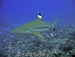 Black tip reef shark by Todd Karberg 